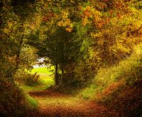 Autumn colours in southern Limburg