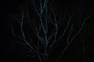 Birke in der Nacht