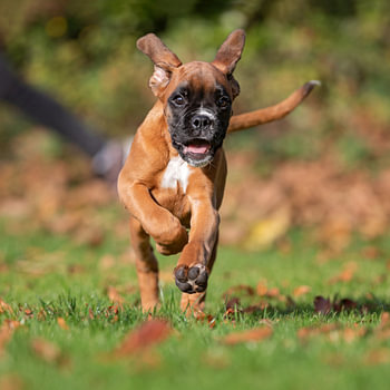 Rennende boxer pup