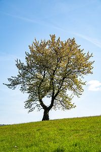 Arbre en fleurs dans une prairie
