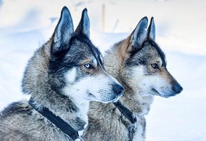 Deux chiens husky attendent le départ, Finlande