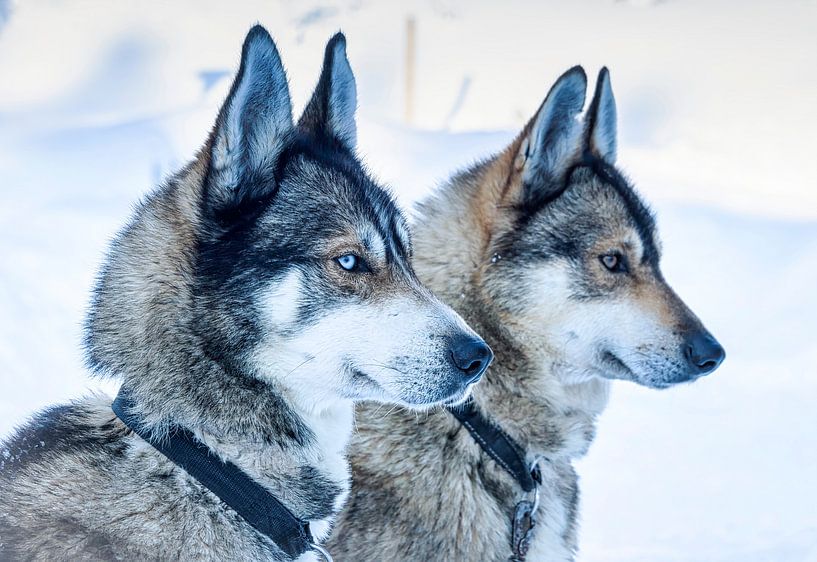Zwei Schlittenhunde warten auf den Start, Finnland von Rietje Bulthuis