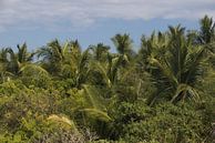 Tropical palm trees | nature | La Ventanilla | Mexico by Kimberley Helmendag thumbnail