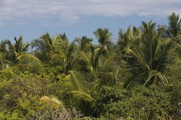 Tropische palmbomen | natuur | La Ventanilla | Mexico van Kimberley Helmendag