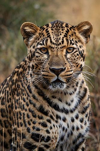 Schitterende close-up van een wilde luipaard