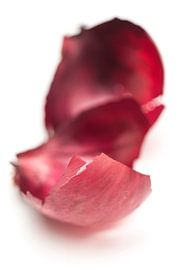 Schil (rode ui drieluik) von Kristian Hoekman