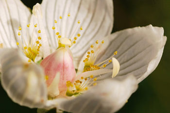 Parnassia (Parnassia palustris L.)