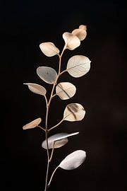 Zarte Pflanzenstruktur von Poster Art Shop