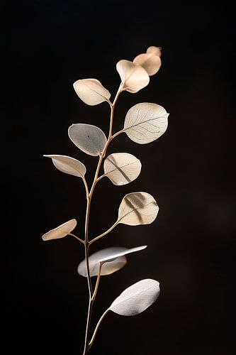 Delicate plantstructuur