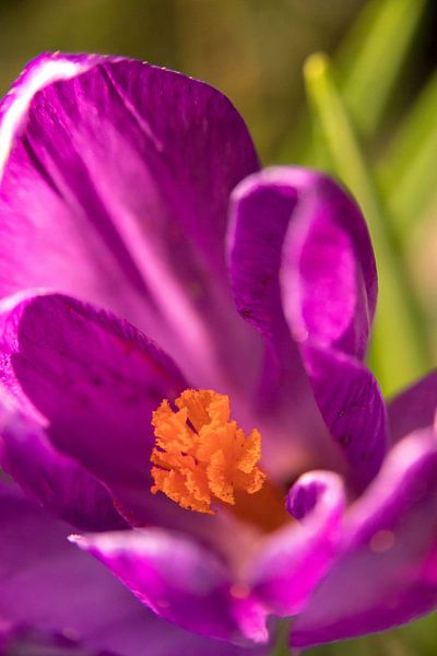 macrofoto van krokus bloem met oranje meeldraden in een bloem | fine art foto print | bloemenkunst van Karijn | Fine art Natuur en Reis Fotografie