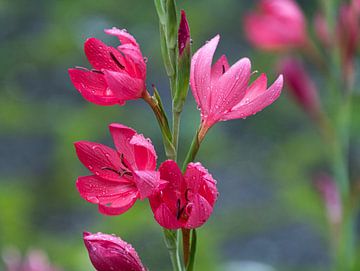 Swamp gladiolus or Kaffir lily