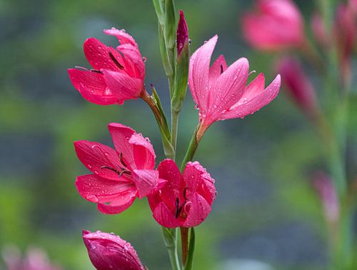 Moerasgladiool of Kafferlelie