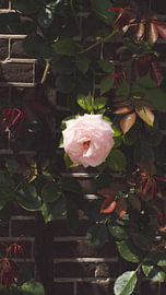 Vintage Rose