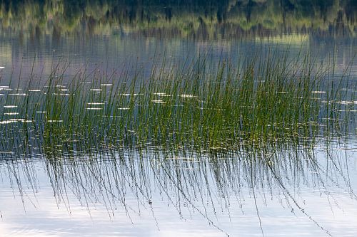 grasses in the water