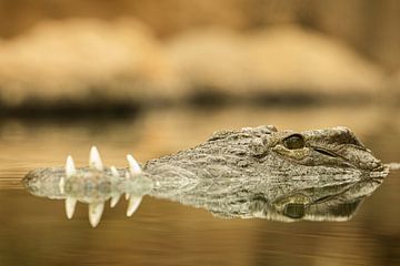 Krokodil op de wacht in het water van Wouter van Agtmaal