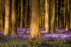 Golden Light of Hallerbos