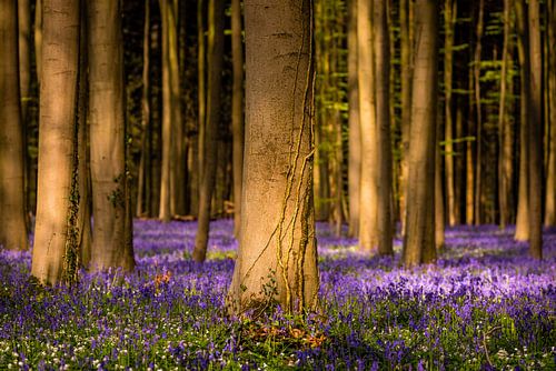 Golden Light of Hallerbos by Alexander Mol