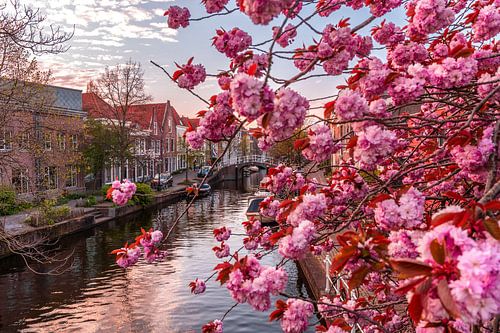 Prunis in bloei langs de Vliet (223)