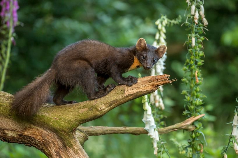 Hummingbird by Harry Punter