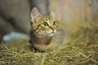 cat