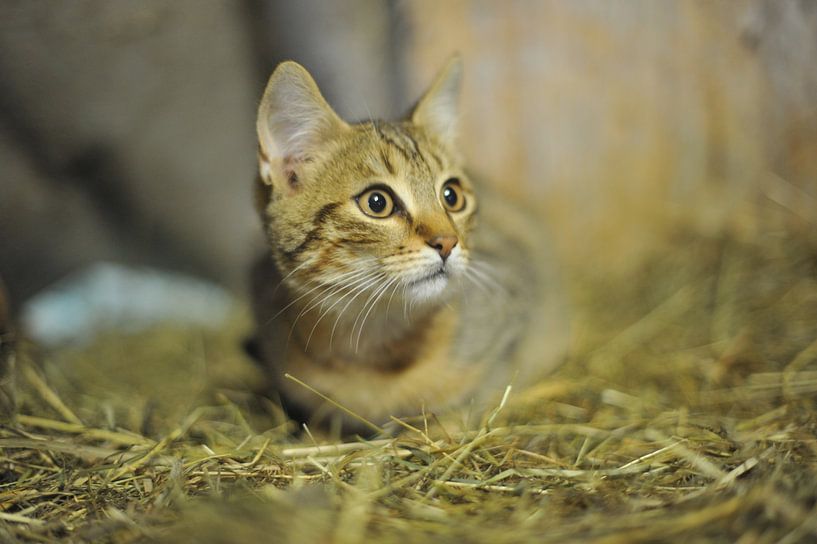 chat par Hubert van Gestel