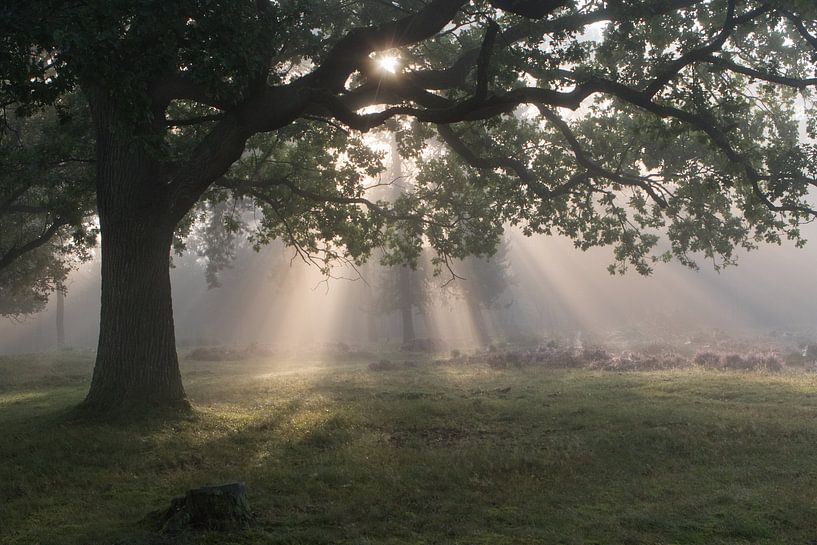 Zonnestralen by Op 't Eijnde Fotografie