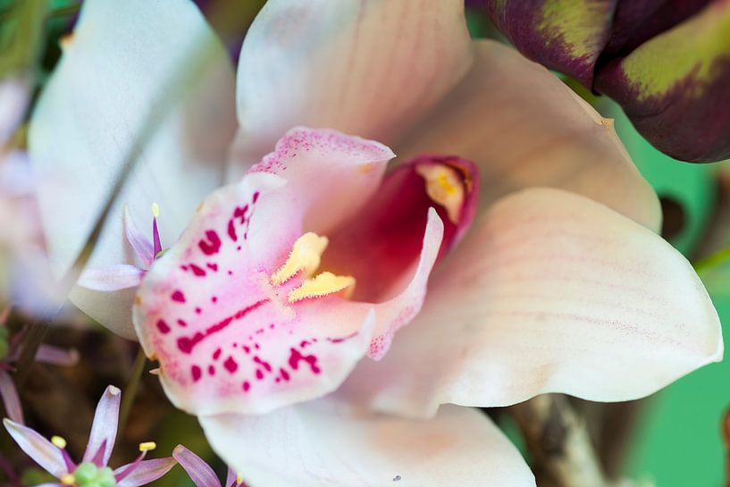 Orchid by Martien Janssen