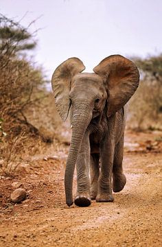 Jonge olifant, Zuid-Afrika van W. Woyke