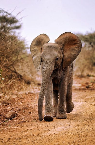 Jeune éléphant, Afrique du Sud par W. Woyke