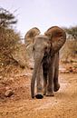 Jeune éléphant, Afrique du Sud par W. Woyke Aperçu