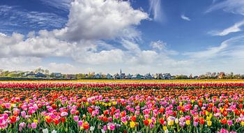 Texel - Den Hoorn - Bloemenzee