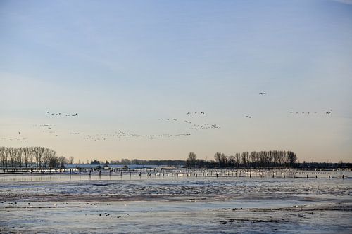 Des oies sauvages sur le Rhin inférieur... Île de Bislich *Rhénanie-du-Nord-Westphalie*