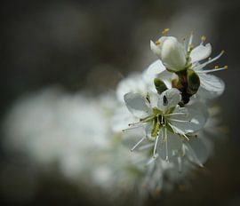 Bloesem ( Blossom)
