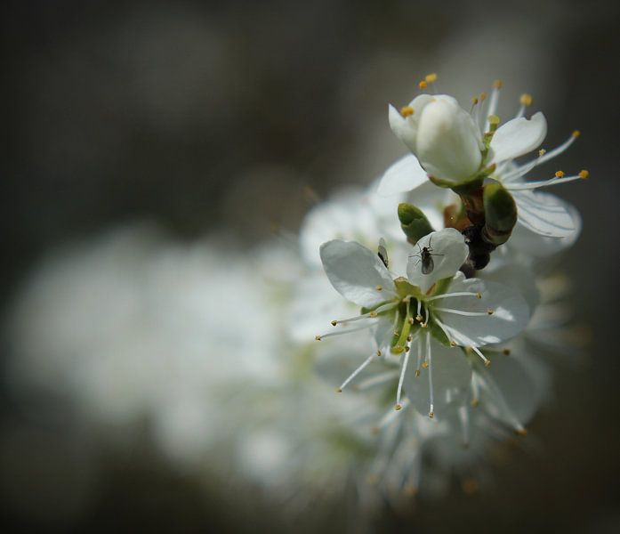 Bloesem ( Blossom) by Marthijn van Tellingen