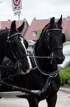 Paarden von Erik van Riessen