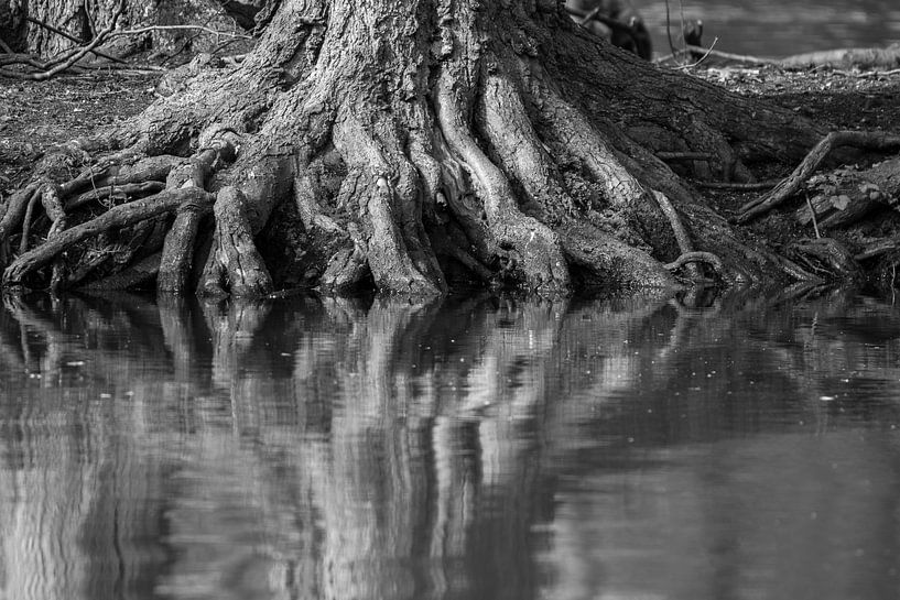 zwart-wit van Bart Liesenborgs