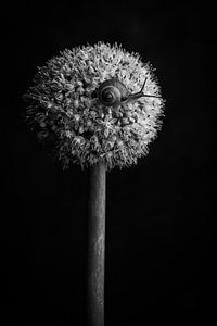 Nature morte escargot sur fleur