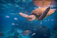 Swim Under Water by Art Indi thumbnail