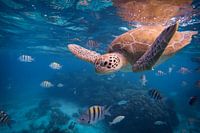 Swim Under Water