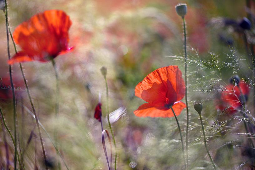 Poppy in backlight by Kurt Krause