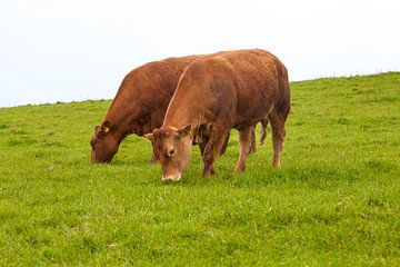 Koeien in Ierland van Nel Diepstraten