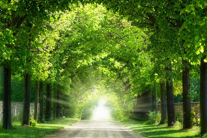 avenue des arbres par Dörte Bannasch
