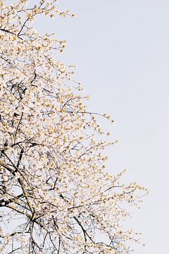 Witte kersenbloesem van Iris Brummelman