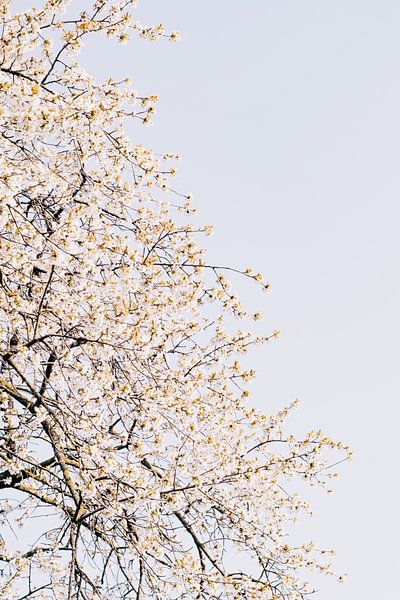 Weiße Kirschblüte von Iris Brummelman