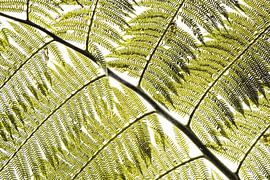 Varenblad Gefilterd Licht in Grafisch Patroon van Femke Ketelaar