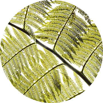 Varenblad Gefilterd Licht in Grafisch Patroon van Femke Ketelaar