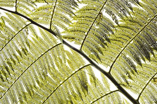 Farnblatt gefiltertes Licht in grafischem Muster