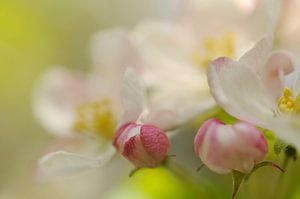 Blossom sur Gonnie van de Schans