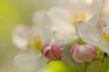 Blossom by Gonnie van de Schans