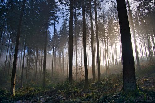 Nebelwald von Tanja Voigt